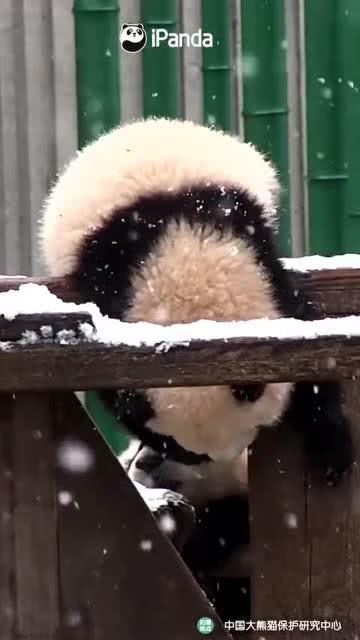 吃瓜小熊模特,时尚界的萌宠新宠儿