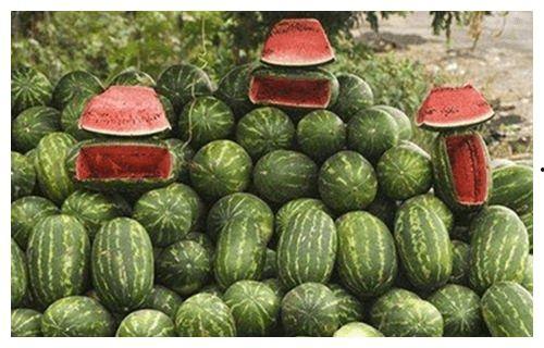 瓜农吃蜜瓜,品尝自家蜜瓜的喜悦时光