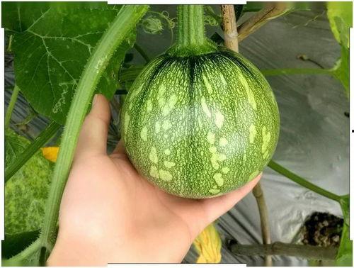 西格玛重庆吃瓜