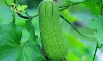 秋后吃三瓜指哪三瓜