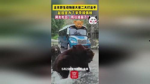 熊二在线吃瓜,揭秘娱乐圈幕后风云