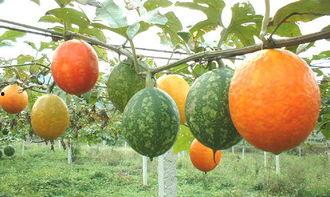 吊瓜树怎么吃,解锁传统佳肴的新吃法