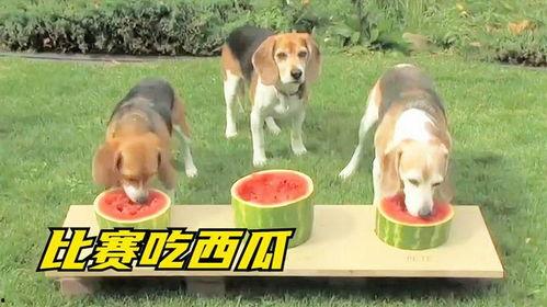 狗狗吃瓜比赛图片