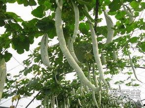 丝瓜怎么吃蛇瓜蛇瓜,养生美食的天然搭配探索