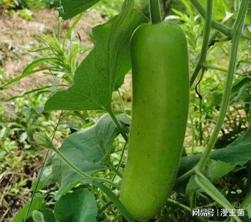 瓠子葫芦瓜怎么吃,瓠子葫芦瓜的多彩食法探索