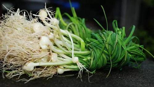 吃瓜挖野菜祖宗