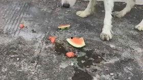 小狗吃瓜吐,趣味宠物日常一幕