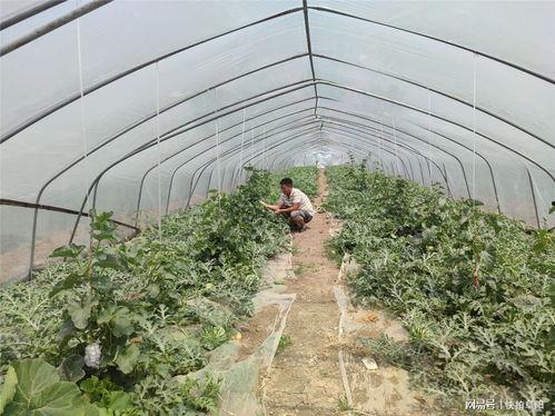 母亲在田间吃瓜,田间母女温馨瞬间