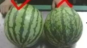 吃瓜岛屿,探寻神秘美食天堂的传奇故事