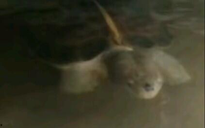 亚洲巨龟吃瓜,瓜果盛宴探秘