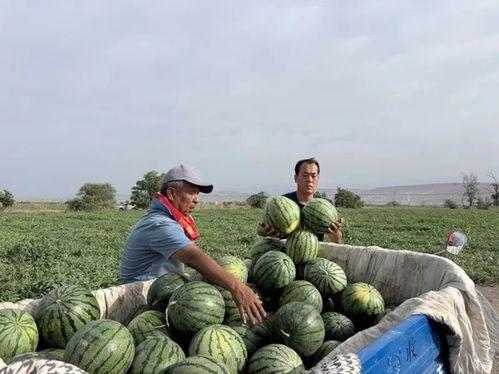 天津天海区吃瓜,瓜果飘香，美食地图探秘
