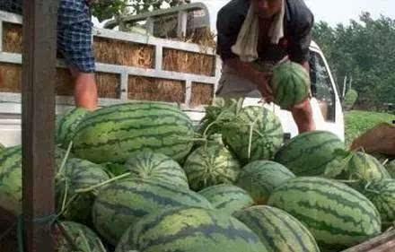 龙池庵吃瓜,一场别开生面的吃瓜盛宴