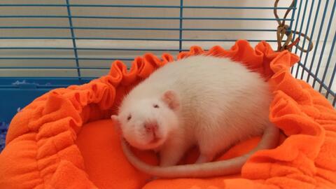 钢蛋吃瓜,揭秘娱乐圈背后的秘密与真相