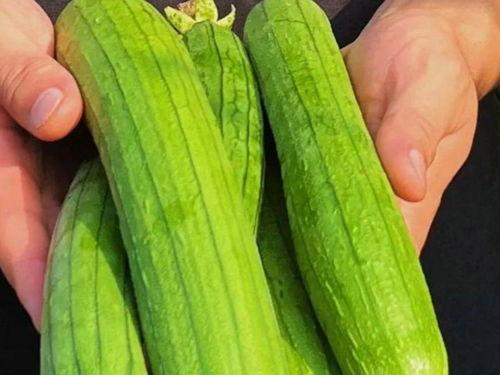 瓜瓜每天吃瓜,瓜果生活，甜蜜分享