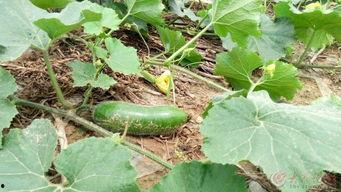 金乡吃瓜照片,瓜香四溢，丰收喜悦映照乡村画卷