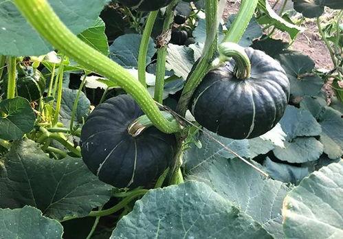 瓜姐种瓜又吃瓜,一场别开生面的田园生活体验