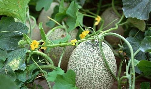 梦见买西瓜吃哈密瓜很甜,西瓜与哈密瓜的奇幻之旅