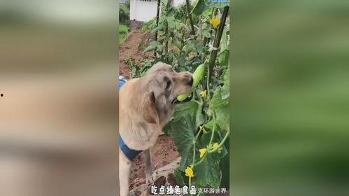 天堂吃瓜小狗,揭秘吃瓜小狗的奇幻之旅
