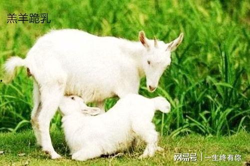 吃瓜小羊大袜子,揭秘网络红人的爆红之路