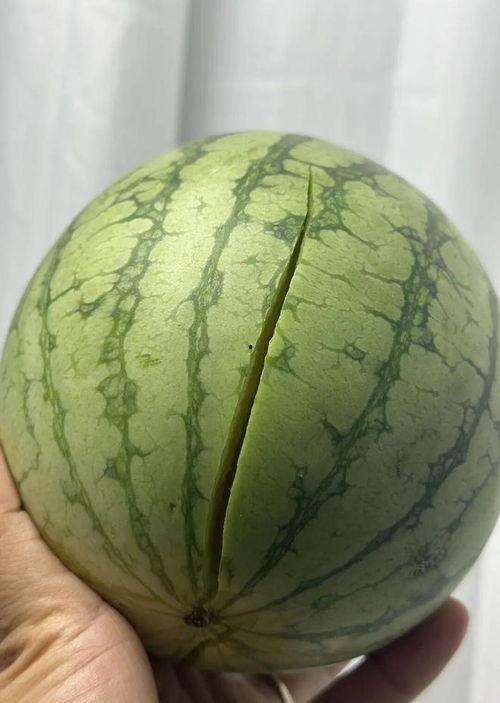 吃小凤瓜视频,视频揭秘家常美味制作过程