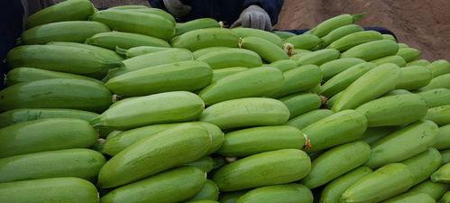 肾病可以吃茭瓜,肾病患者的茭瓜食疗之道