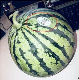 温州网红吃瓜,揭秘网络红人的幕后故事