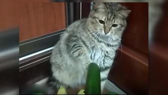 贪吃的猫吃瓜,贪吃猫咪的瓜果盛宴