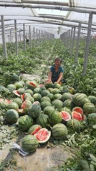 河北保定吃瓜死亡,一场意外引发的深思