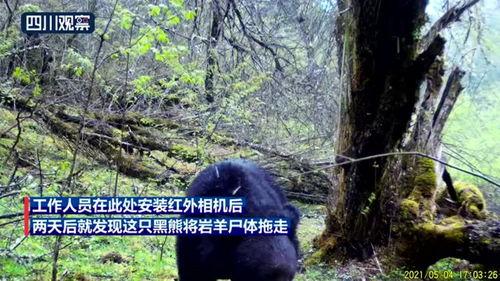 野外黑熊吃瓜,瓜果盛宴