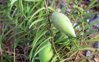 宝宝瓢瓜怎么吃,营养美味的多样化食用指南