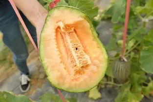 吃5斤瓜,一网打尽5斤瓜果盛宴